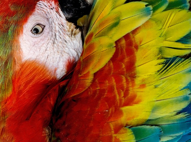 Arara vermelha é fotografa no maior parque de aves do mundo, em Kuala Lumpur