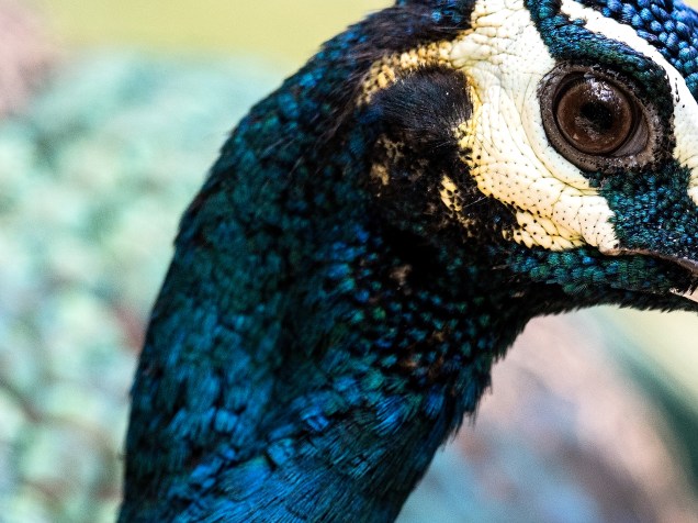 Pavão-verde é uma das espécies de aves que voam livremente pelo maior parque aviário do mundo, em Kuala Lumpur