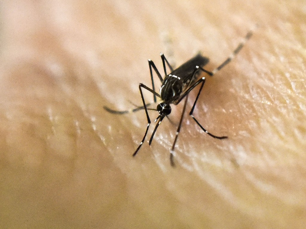 Imagem do mosquito Aedes aegypti, mais conhecido como mosquito da dengue