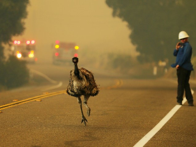 Ema corre para fugir do incêndio florestal que atinge as redondezas do Condado de Santa Bárbara, na Califórnia (EUA)