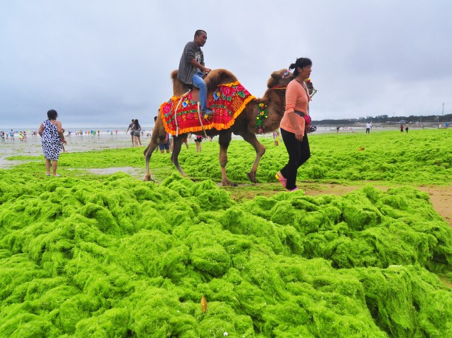 Homem monta em seu camelo em uma praia coberta por algas verdes em Qingdao, província de Shandong, China