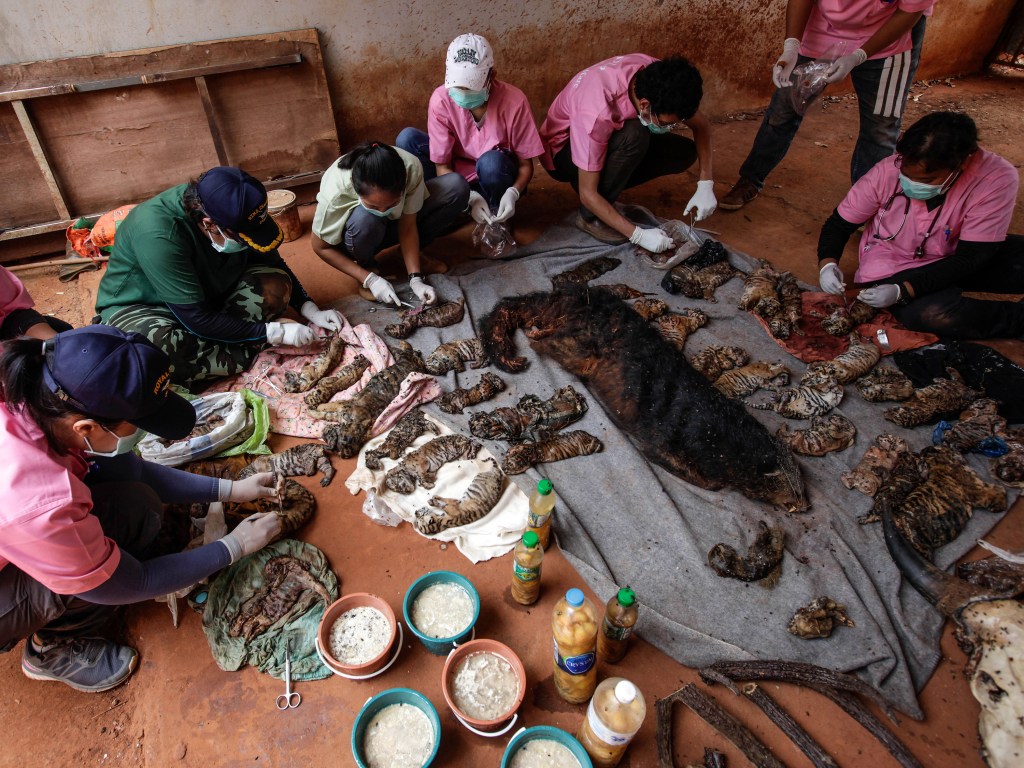 Filhotes de tigres mortos são encontrados em templo na Tailândia