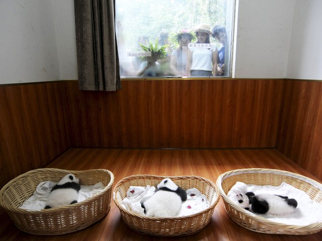 Filhotes de panda gigante foram apresentados ao público pela primeira vez nesta sexta-feira (21)
