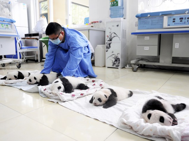 Funcionário cuida de bebês-pandas antes de serem apresentados ao público