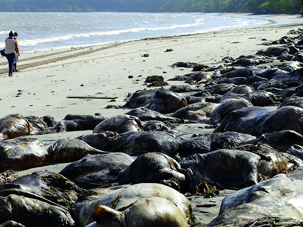 Centenas de animais mortos são levados pelo rio Pará até a praia de Vila do Conde, onde ficam encalhados na areia, parte do gado já foi retirado da praia, que está interditada. Um navio de bandeira libanesa Haidar tombou na terça-feira (6) no cais do porto de Vila do Conde, em Barcarena, nordeste do Pará