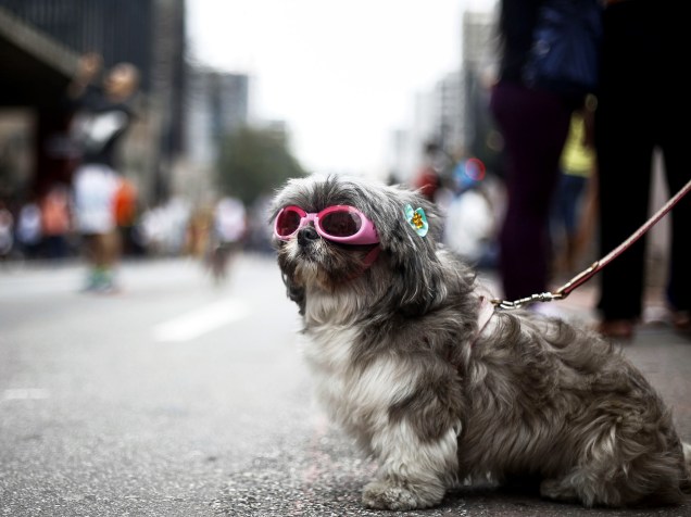 Cachorro é fotografado durante a parada do Orgulho LGBT