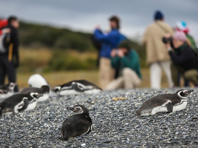 Turistas passeiam pela Isla Martillo, mais conhecida como Pinguinera, onde pinguins se reunem em seu período de reprodução