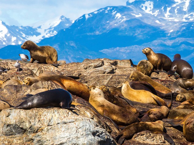 Um grupo de leões-marinhos reunido na Ilha Alicia, conhecida como Ilha dos Lobos, no Canal de Beagle na região de Ushuaia - a cidade do fim do mundo