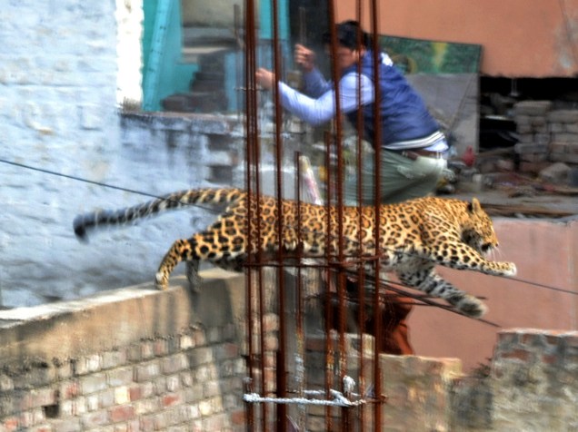 Um leopardo causou pânico ao andar entre casas na cidade de Meerut, na Índia