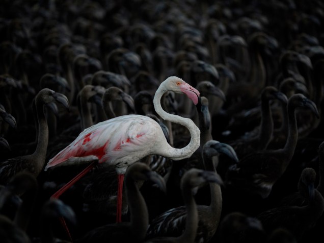 Flamingo adulto entre filhotes na reserva natural Fuente de Piedra, perto de Málaga, sul da Espanha