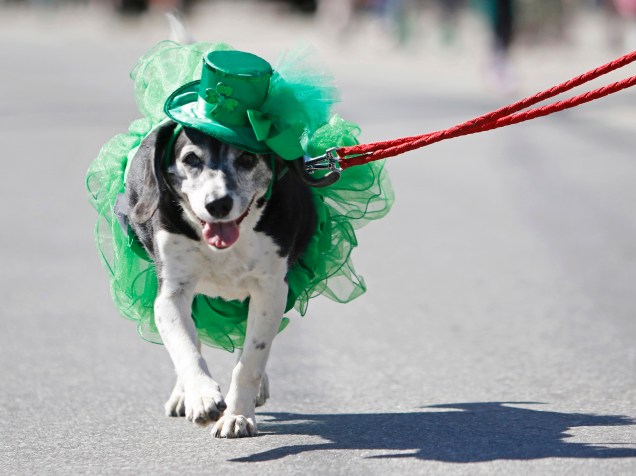 Donos levam seus cachorros de estimação para comemorar o St. Patricks Day nas ruas de Portland, Estados Unidos