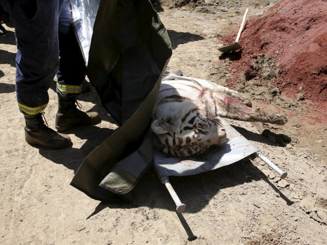 Tigre branco que havia escapado é morto pela polícia de Tbilisi, Geórgia. Cerca de trinta animais escaparam de um zoologico e causaram a morte de ao menos doze pessoas - 17/06/2015