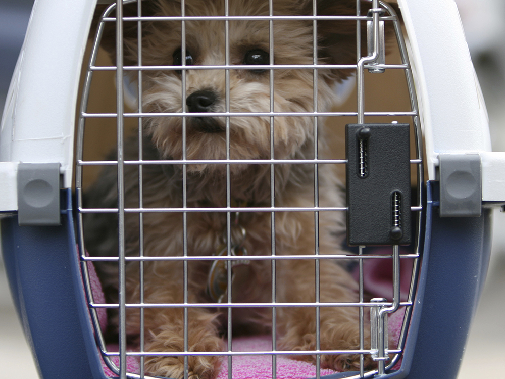 Cães e gatos poderão ser transportados em vôos da companhia GOL Linhas Aéreas Inteligentes