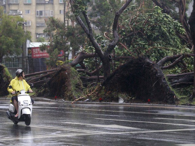 Motociclista passa por árvores derrubadas pela forte ventania causada pelo tufão Soudelor, em Taiwan