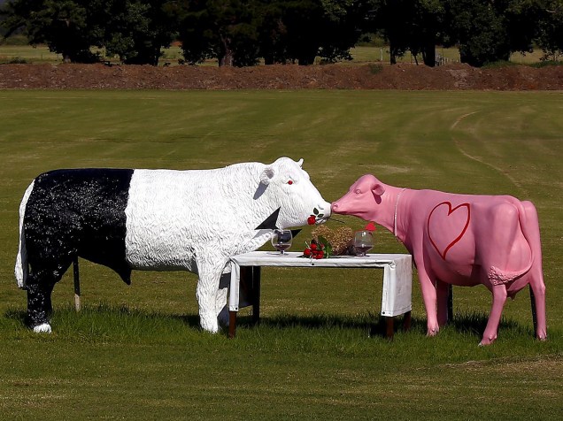 Esculturas de vaca e touro na cidade de Nowra, ao sul de Sydney, na Austrália para celebrar o dia de Valentines Day, Dia de São Valentim
