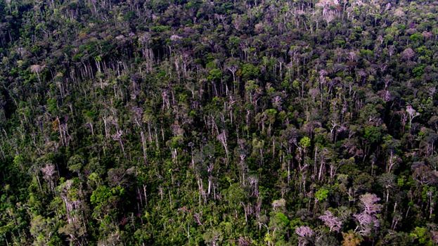 Floresta amazônica: segundo governo, queda do ritmo do desmatamento começou em 2004 e teve seu ápice este ano
