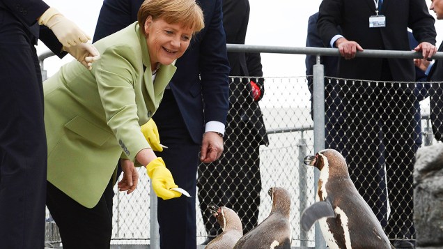 A chanceler alemã, Angela Merkel, alimenta pinguins em Stralsund, onde ocorre cúpula do Conselho dos Estados do Mar Báltico