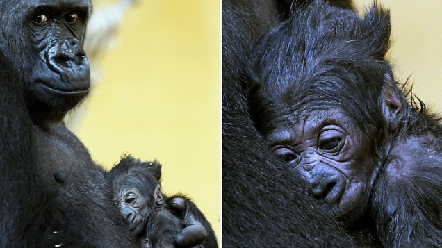 Bebê gorila descansa nos braços de sua mãe Moja, no Parque Natural de Carbáceno, na Cantábria, Espanha