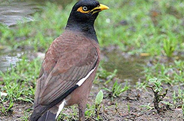 Cerca de 100 espécies de pássaros causam danos às plantações e ao cultivo de frutas, como a espécie Indian Myna.
