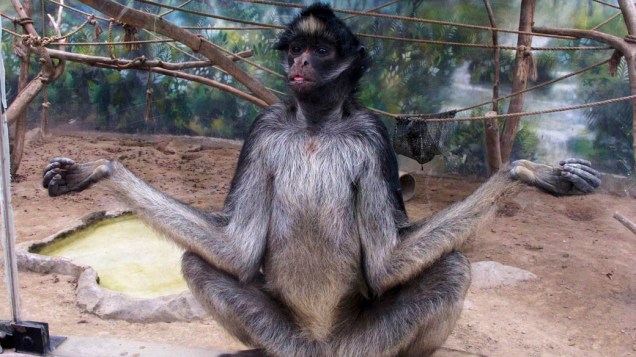 Macaco da espécie Ateles belzebuth no zoológico de Huachipa, Lima