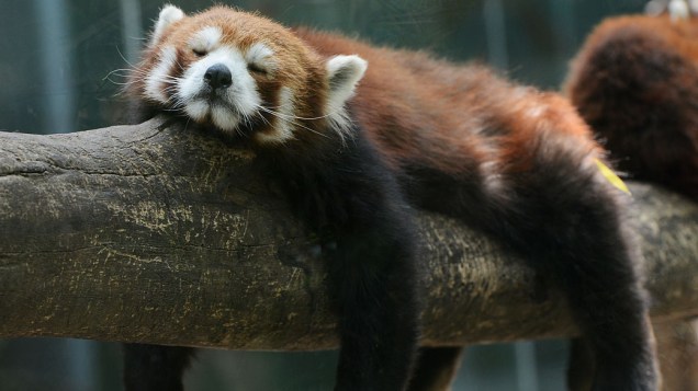 Panda vermelho descansa no zoológico de Pequim, China