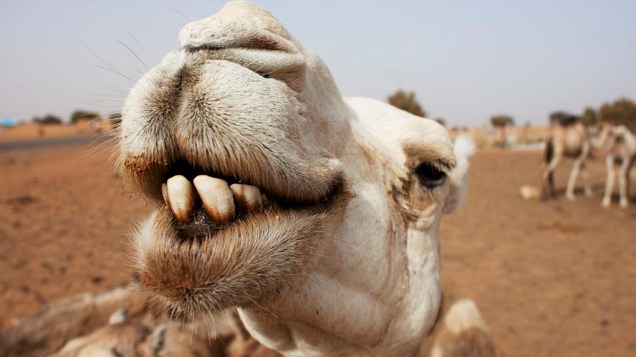 Camelo descansa próximo a um poço na cidade de Aleg, Mauritânia