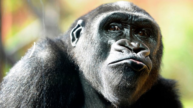 Jovem gorila no zoológico de Amneville, França