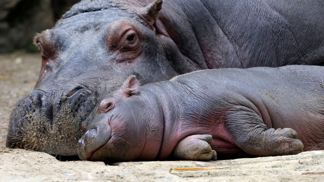 Filhote de hipopótamo no zoológico de Amneville, França