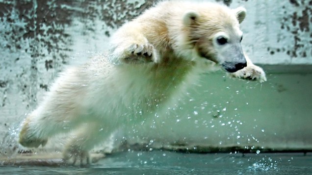 Filhote de urso polar batizada de Anori foi em sua ala no zoológico de Wuppertal, na Alemanha