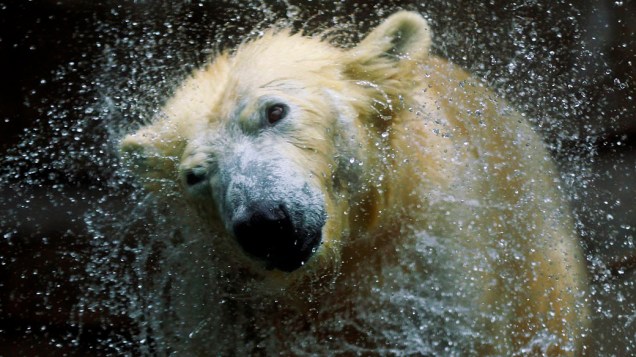 Urso polar Vilma sacode a água fora de sua jaula no zoológico de Wuppertal, Alemanha