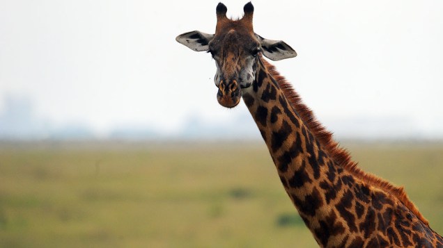 Girafa no parque nacional de Nairobi, Quênia
