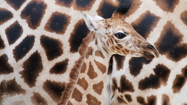 Girafa recém-nascida é retratado no zoológico de Hanover, Alemanha