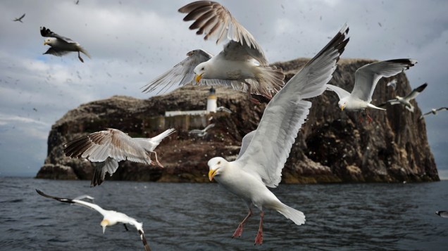 Gaivotas sobrevoam a ilha de Bass Rock, em Dunbar, Escócia