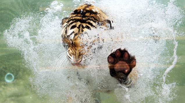 Tigre-de-bengala mergulha para devorar pedaço de carne em parque, no estado da Califórnia (EUA)