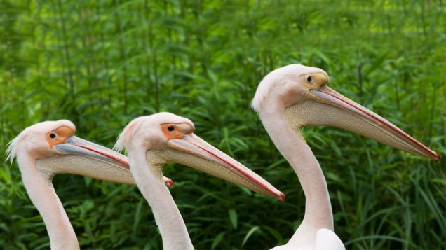 Três pelicanos à beira de um lago no zoológico cidade alemã de Frankfurt