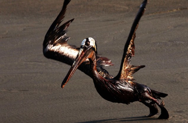 Pelicano coberto de óleo na costa da Luisiania, Estados Unidos. O vazamento da plataforma Deepwater Horizon ainda não foi contido, ameaçando milhares de espécies nativas da região.