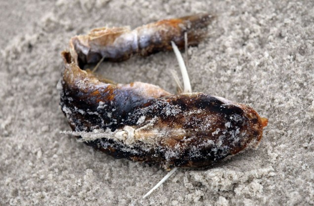 Peixe é encontrado morto em uma praia do Alabama.