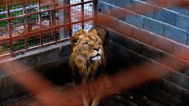 Três leões Ivan, Cornel e Lepa foram adquiridos do Jardim Zoológico de Belgrado por um particular em 2009, antes que a legislação sérvia que proíbe a posse de animais selvagens perigosos entrasse em vigor
