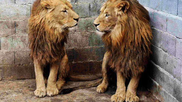 Ivan e Cornel, leões encontrados em um zoológico particular na cidade de Novi Pazar, Sérvia. No país, desde 2010 entrou em vigor legislação proíbe a posse de animais selvagens perigosos