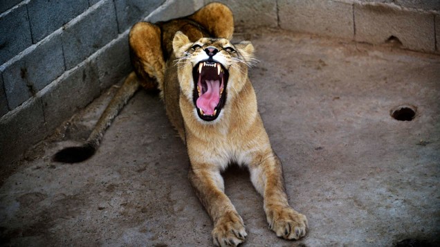 Lepa, uma leoa de 3 anos de idade, boceja dentro de seu recinto em um zoológico particular em Novi Pazar, Sérvia