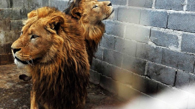 Os leões foram confiscados pelas autoridades sérvias e resgatados pela ONG Four Paws Animal Welfare Foundation
