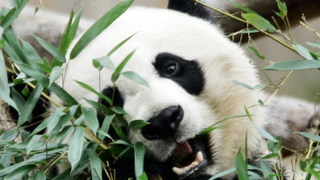 Panda gigante Mei Xiang apresentou sintomas de gravidez psicológica em 5 oportunidades desde 2005