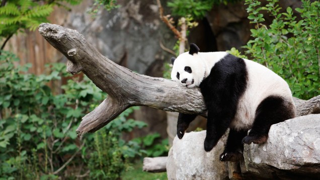 O filhote de Mei Xiang, nascido há menos de um mês foi encontrado morto dentro do recinto no zoológico de Washington cerca de uma hora depois da mãe emitir sons de sofrimento