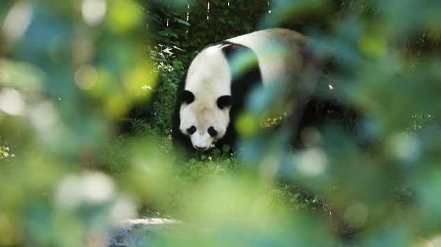 O filhote de Mei Xiang, foi gerado a partir de um tratamento de inseminação artificial com o esperma congelado de Tian Tian, o outro panda do zoológico