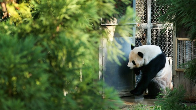 Tian Tian, panda gigante macho no Smithsonian National Zoological Park, em Washington, se movimenta em seu recinto no dia seguinte à morte do filhote de seis dias de idade