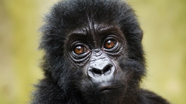 O gorila-de-grauer é uma espécie só encontrada no leste da República Democrática do Congo