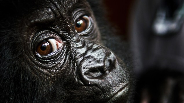  Isangi, bebê gorila orfão, de 9 meses, resgatado por funcionários do Parque Nacional de Virunga na República Democrática do Congo