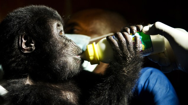 Os gorilas-de-grauer sofrem sério risco de extinção devido ao significativo aumento da caça furtiva