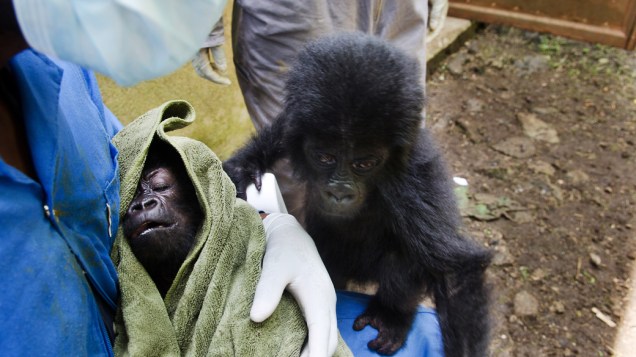 Os bebês gorilas Baraka e Isangi, provavelmente foram abandonados por traficantes o que também indica que seus pais podem ter sido mortos tentando defendê-los