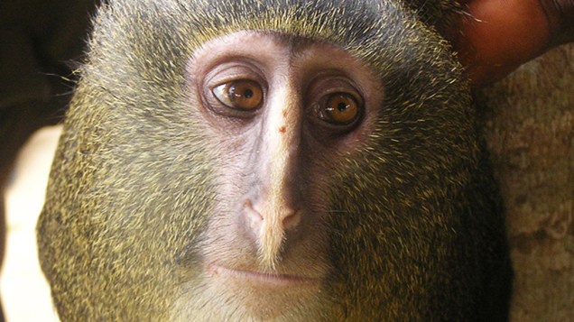 O macaco conhecido localmente como lesula (Cercopithecus lomamiensis) representa apenas a segunda nova espécie de um primata africano descoberta em 28 anos